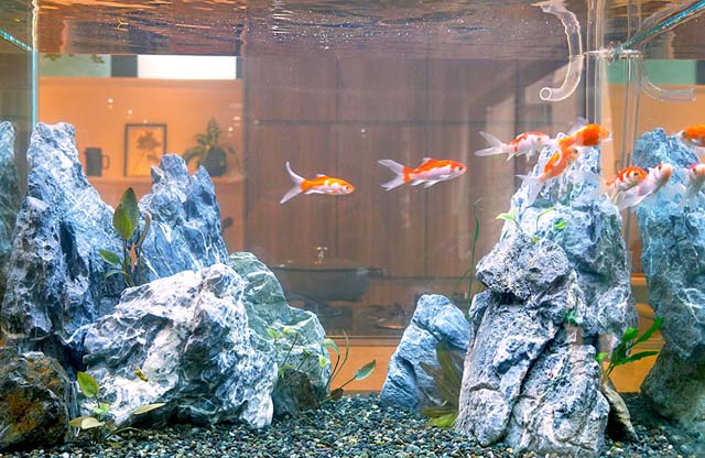 青白い岩と水草を配置した水槽内を泳ぐ金魚の群れ