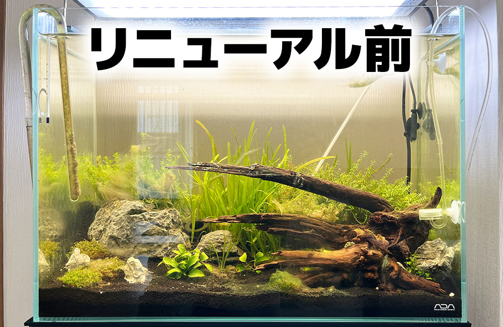 リニューアル前と書かれた流木と水草のレイアウト水槽