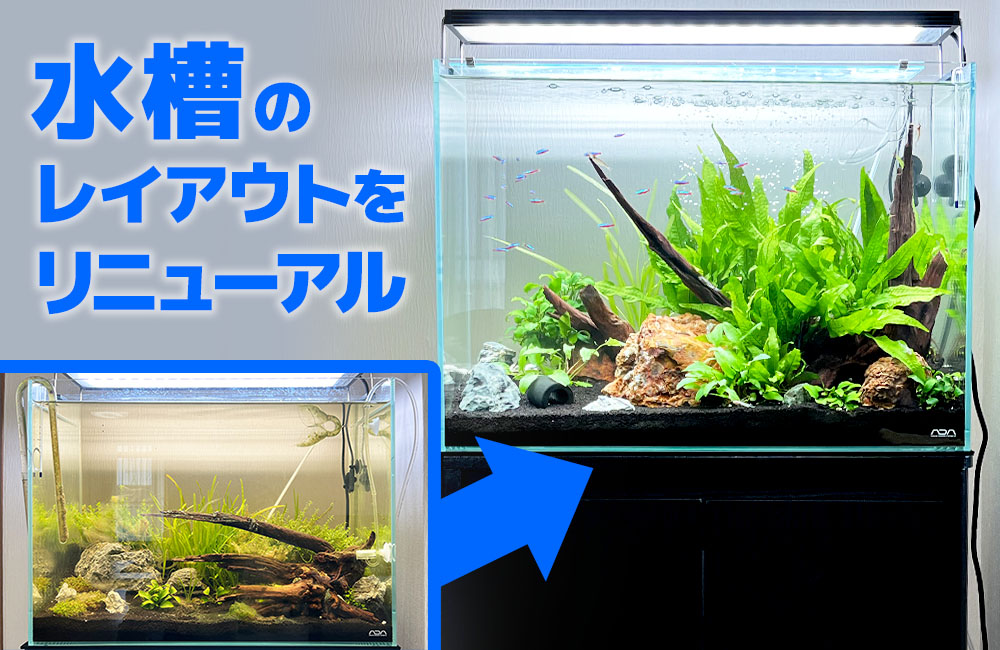 水草水槽をリニューアル!再レイアウトで透明感アップの個人宅60cm水槽のサムネイル画像