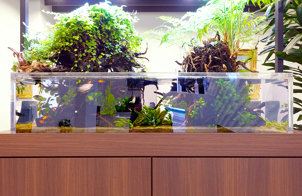 植物が水上に茂るアクアテラリウム水槽と泳ぐ熱帯魚