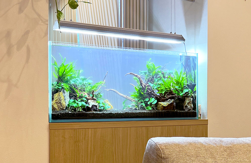 流木と水草を配置した吊り下げ式照明の大型水槽