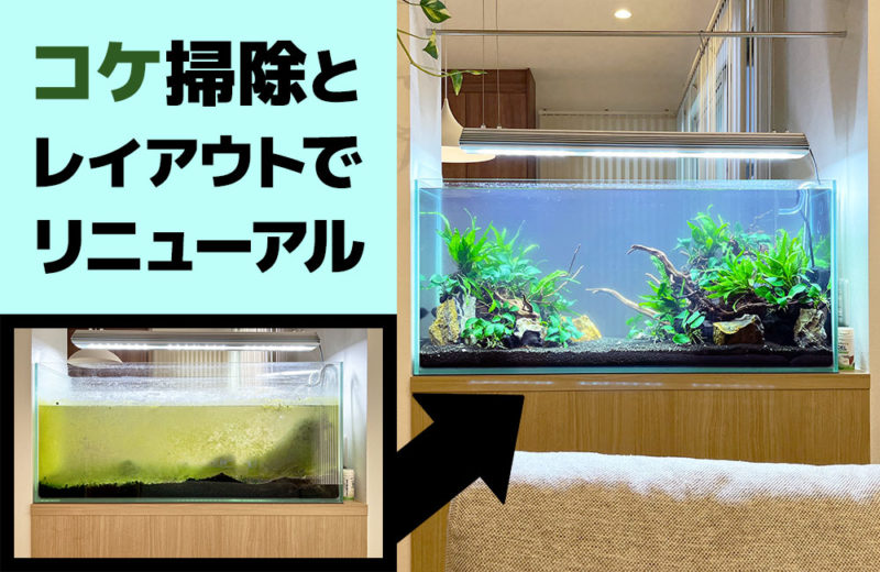個人宅の98cm水槽をコケ掃除・レイアウト!淡水水槽をリニューアル 水槽画像1