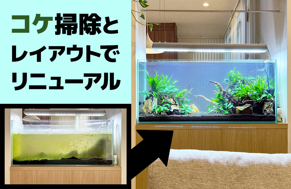個人宅の98cm水槽をコケ掃除・レイアウト!淡水水槽をリニューアルのサムネイル画像
