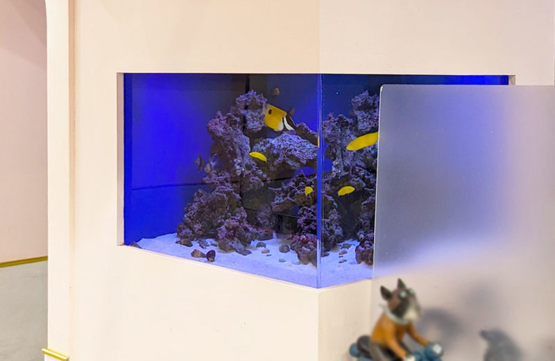 美容室の埋め込み式水槽をメンテナンス!イエローコリスが元気な水槽 水槽画像2