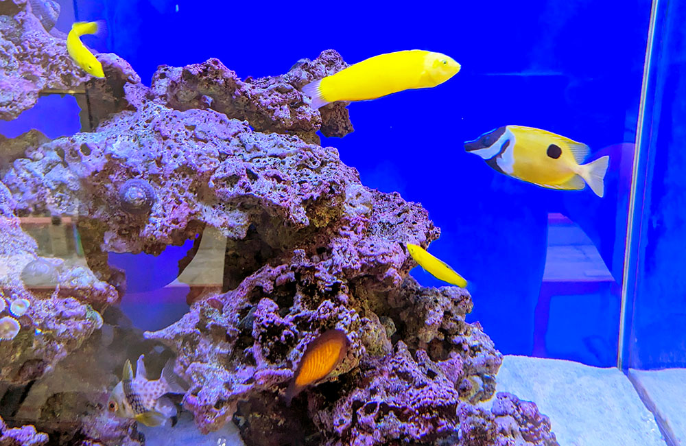 ライブロックの周りを泳ぐ黄色い海水魚と青い背景の水槽