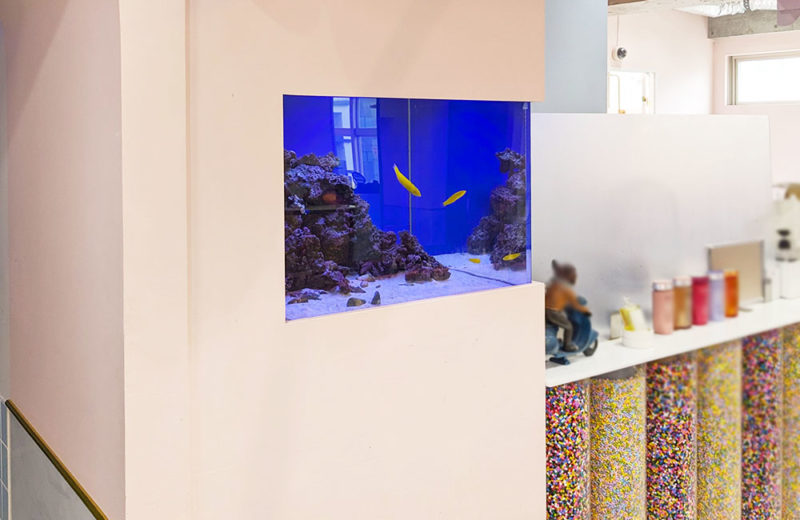 美容室の埋め込み式水槽をメンテナンス!イエローコリスが元気な水槽 水槽画像4