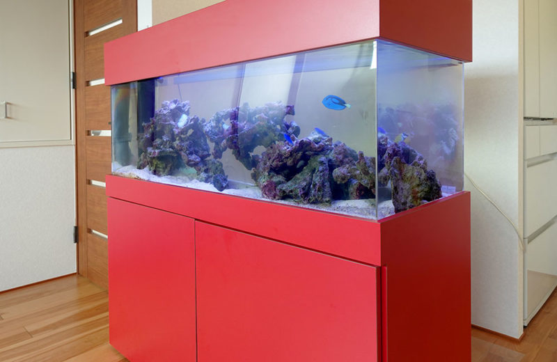 オーダーメイド水槽販売のその後！個人宅様の120cm海水魚水槽一式 水槽画像５