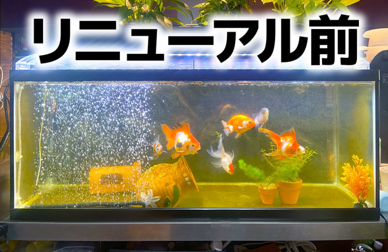 金魚水槽をスポットメンテナンス!90cm水槽のコケ掃除・レイアウト 水槽画像2