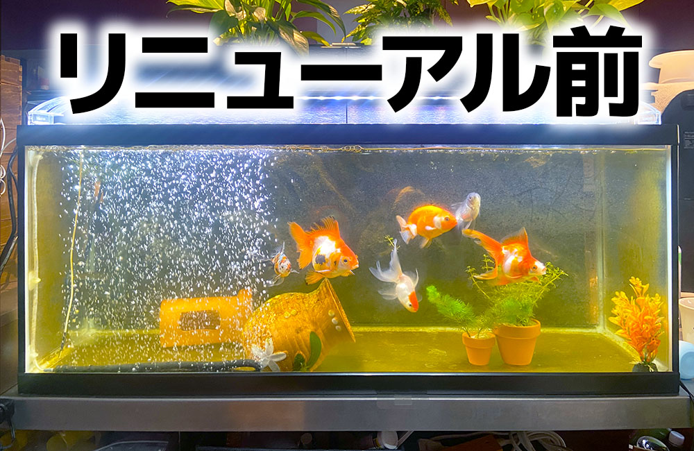 リニューアル前と書かれた金魚水槽の見出し画像