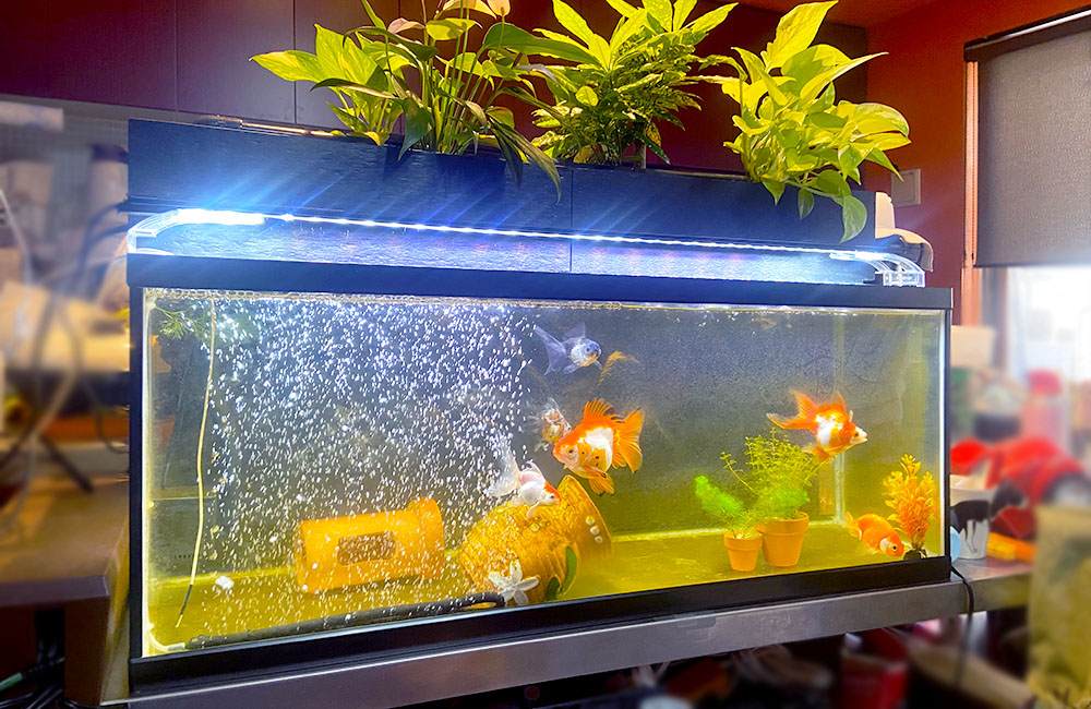 金魚が泳ぐ上部観葉植物付きの大型水槽とエアレーション