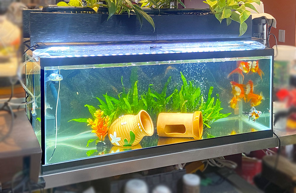 金魚と水草と陶器の隠れ家を配置した横長の水槽