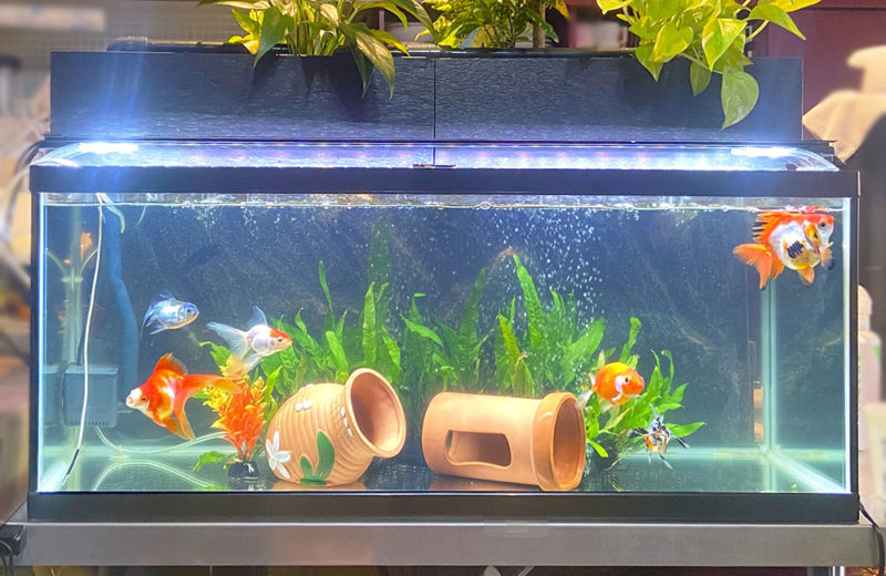 金魚水槽をスポットメンテナンス!90cm水槽のコケ掃除・レイアウト 水槽画像3