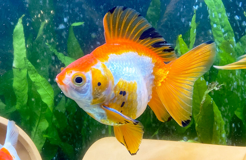 水草を背景に泳ぐオレンジと白の斑模様の金魚