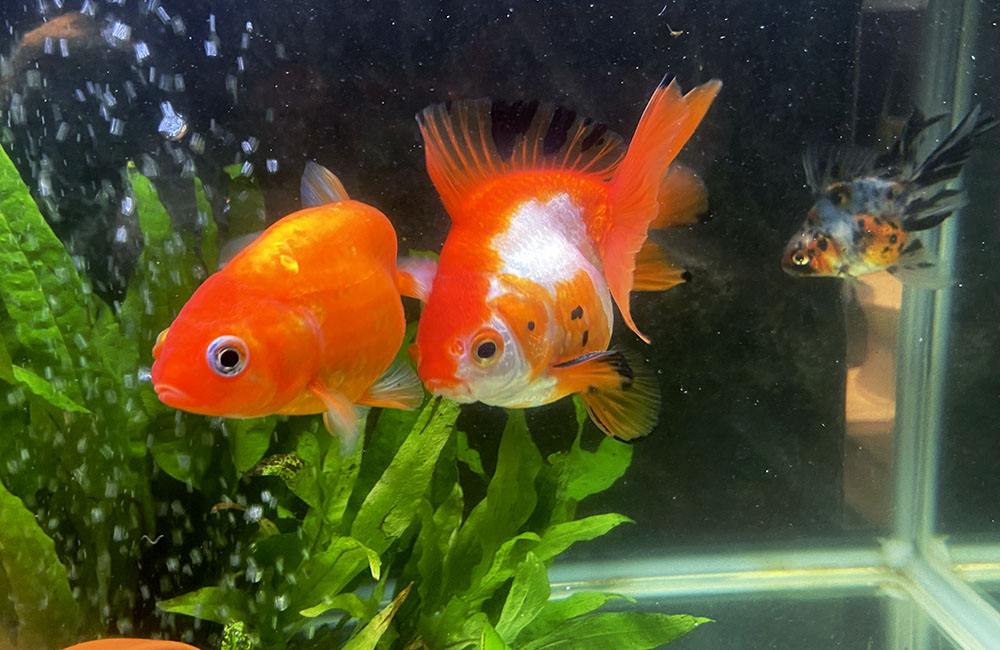 水草の茂る水槽内を泳ぐ赤と更紗の金魚と出目金