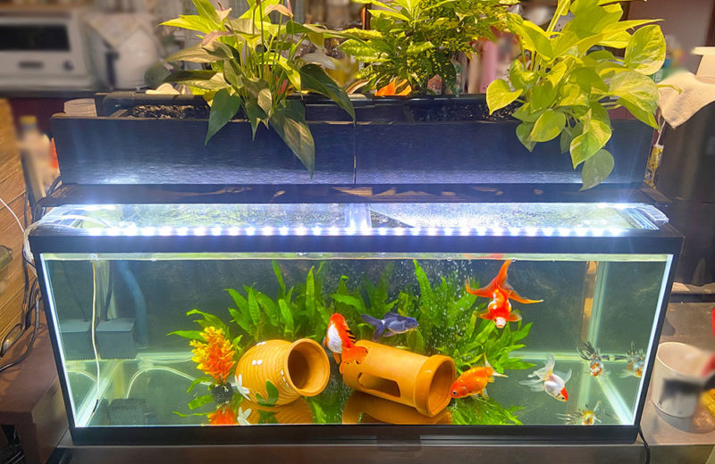 金魚水槽をスポットメンテナンス!90cm水槽のコケ掃除・レイアウト 水槽画像5