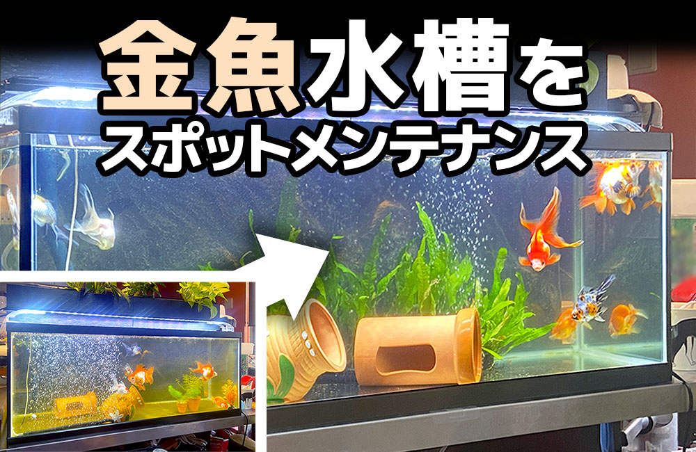 金魚水槽をスポットメンテナンスの見出し画像