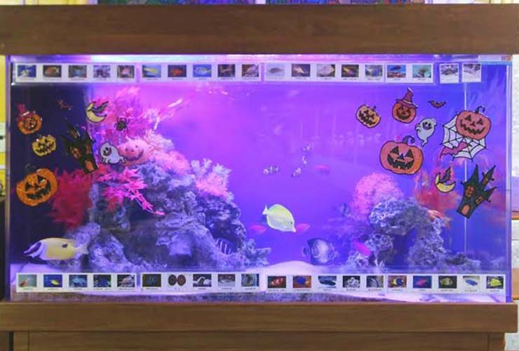 ハロウィンの装飾を施した海水魚水槽と泳ぐ熱帯魚たち