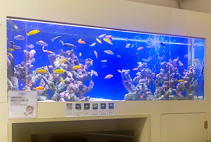 青い背景に岩礁と黄色や青の熱帯魚が泳ぐ大型水槽