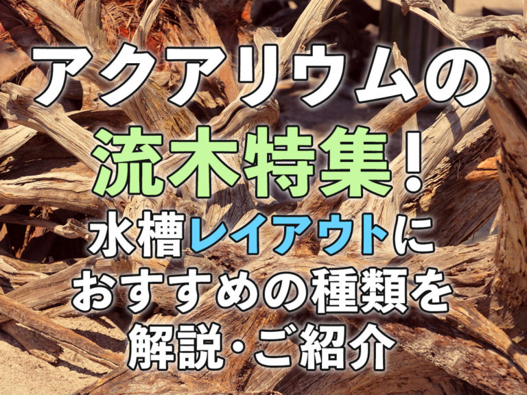 アクアリウムの流木特集とおすすめの種類を記した見出し画像