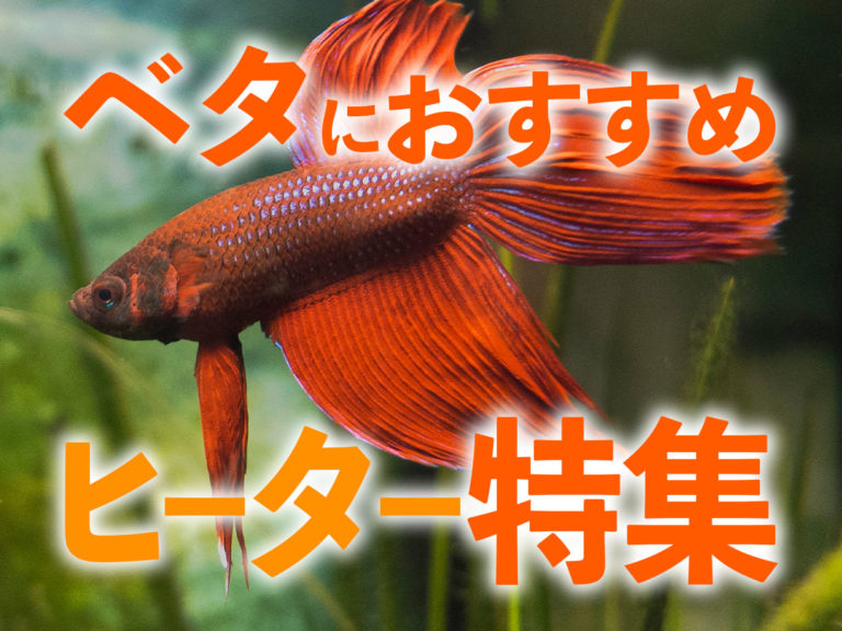 ベタにおすすめヒーター特集の文字と赤いベタの画像
