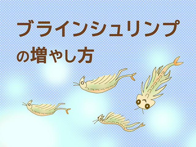 ブラインシュリンプの孵化と増やし方!小さな魚への与え方を解説のサムネイル画像