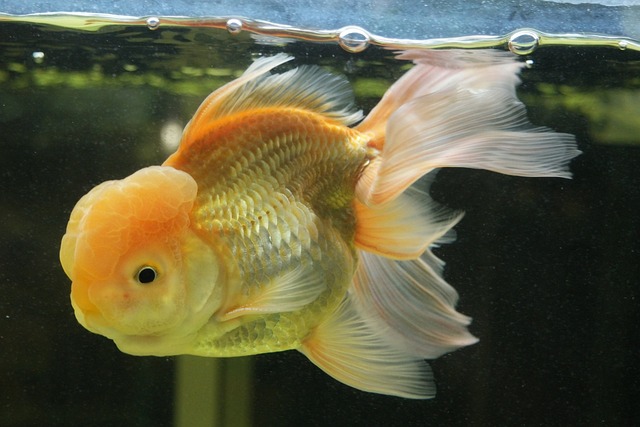 水面に口を近づけて泳ぐオレンジ色の金魚