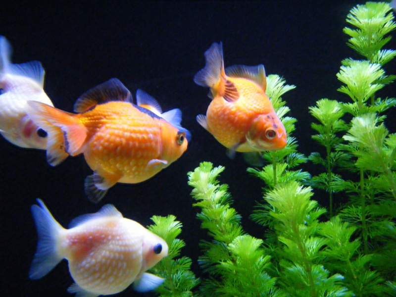水草の側を泳ぐ数匹の金魚と黒い背景のコントラスト
