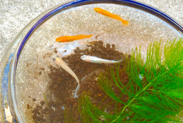 ガラス容器で泳ぐメダカと水草のマツモとソイル