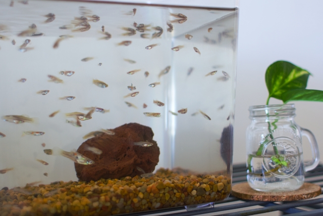 水槽内を泳ぐ多数のメダカと横に置かれた観葉植物