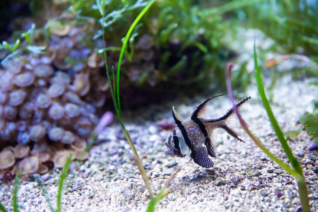 砂底を泳ぐ白黒模様の海水魚とサンゴや海藻の景観