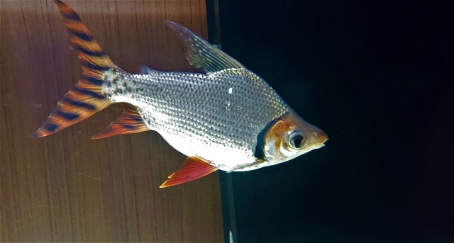 縞模様の尾びれを持つ銀色の大型熱帯魚の横顔