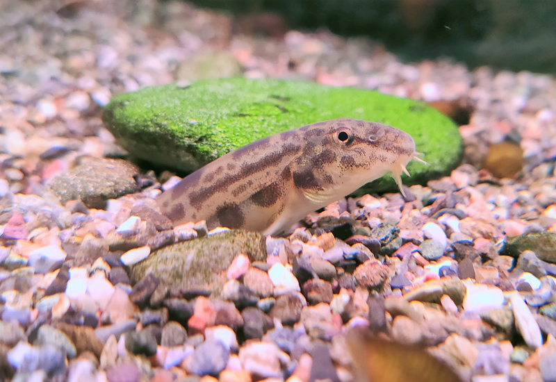 砂利から顔を出すドジョウと苔の付いた石