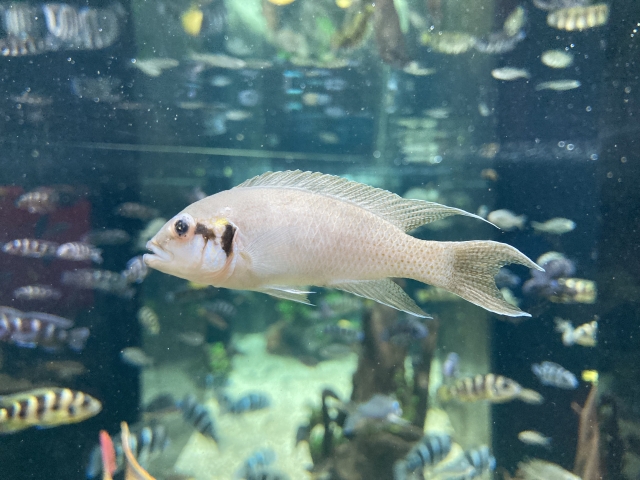水槽内を泳ぐ白いシクリッドの仲間と周囲の熱帯魚たち