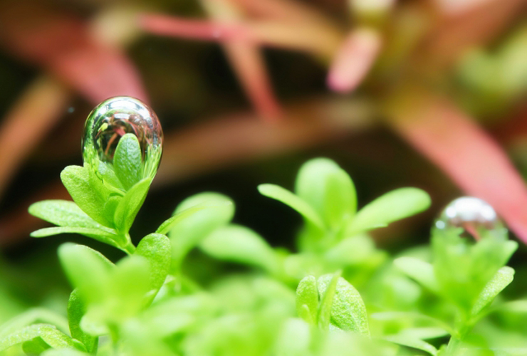 緑色の水草の葉先に付着した透明な気泡と背景の赤い水草