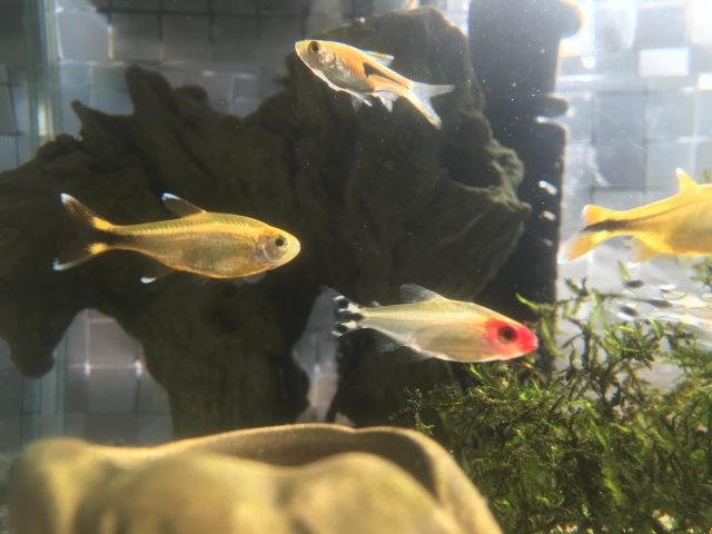 流木と水草の周りを泳ぐ小型カラシンと熱帯魚の群れ