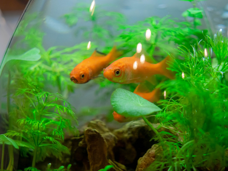 水草が茂る水槽内を泳ぐオレンジ色の金魚と流木