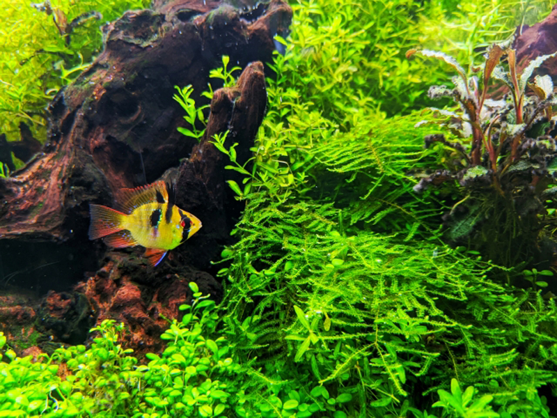 流木と水草の茂みを泳ぐシクリッドの仲間と水槽レイアウト