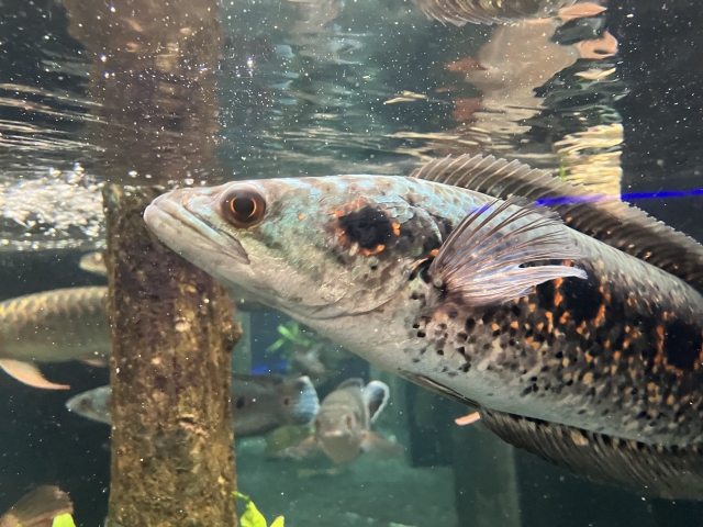 水槽内を泳ぐスネークヘッドと大型熱帯魚の混泳画像