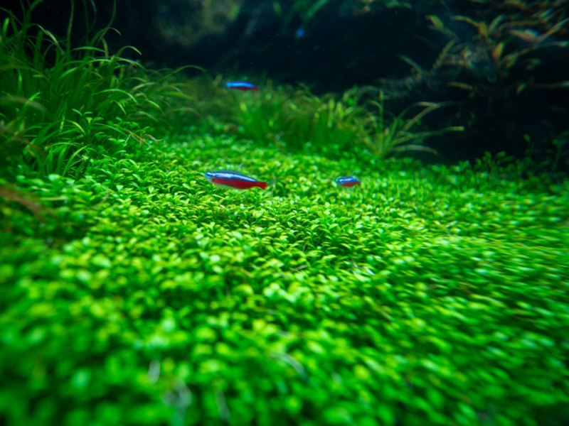 水草の絨毯の上を泳ぐネオンテトラの仲間と小型熱帯魚