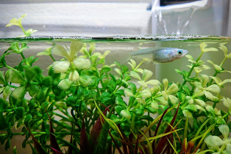 水草の間を泳ぐ1匹のメダカと水槽内の人工水草