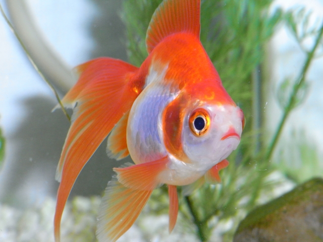 水草を背景に泳ぐ赤と白の琉金型の金魚