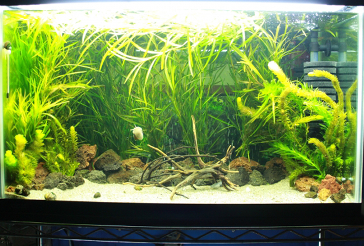 流木と石を配置した水草の生い茂る水槽の全景