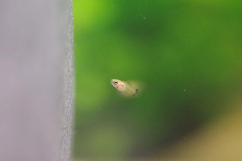 緑色の背景を泳ぐ小さなメダカの稚魚と白いスポンジの断面