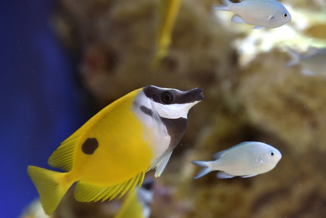 黄色い海水魚と青白い小魚が泳ぐサンゴ礁水槽の風景