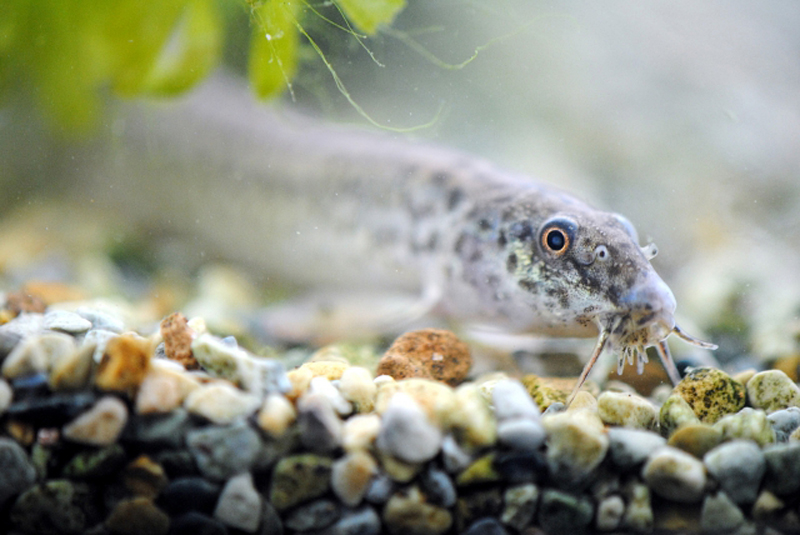 砂利の上にいるドジョウの仲間と水草の葉