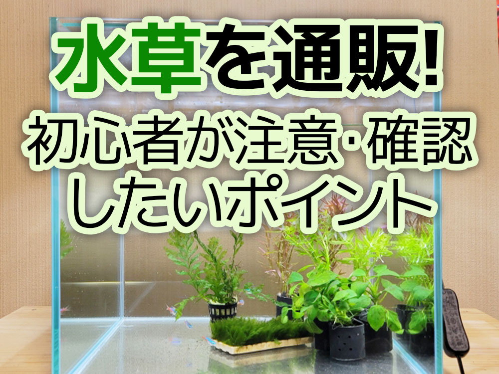 水草を通販するときに初心者が注意・確認したい7つのポイントを解説のサムネイル画像