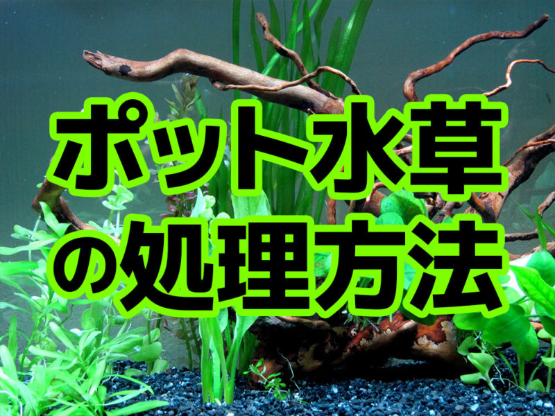 ポット水草の処理方法の文字と流木がある水槽の見出し画像