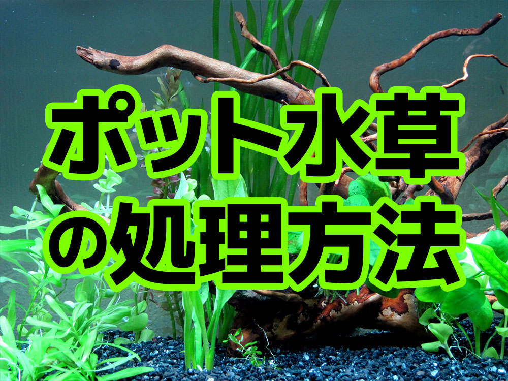 写真で解説！ポット水草の処理方法！植えつける際のポイントも紹介のサムネイル画像