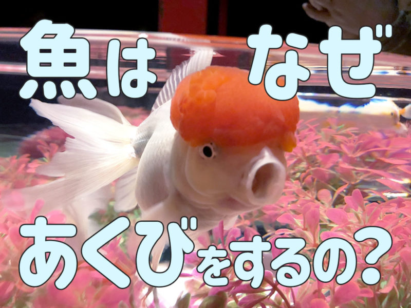 魚はなぜあくびをするの?の文字と口を開けた金魚の画像