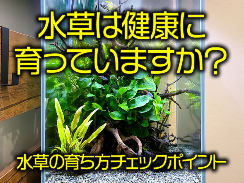 水草の育ち方チェックポイントの見出し画像